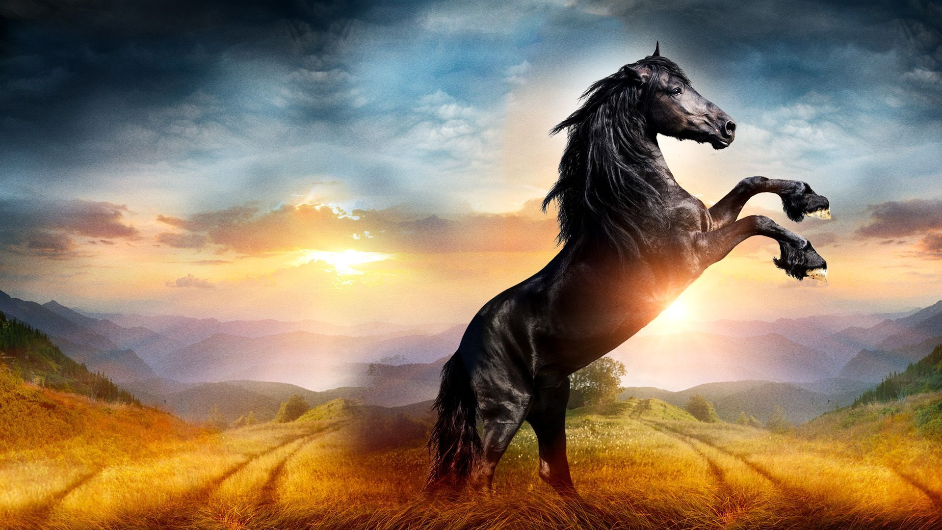Black Beauty (1974)
